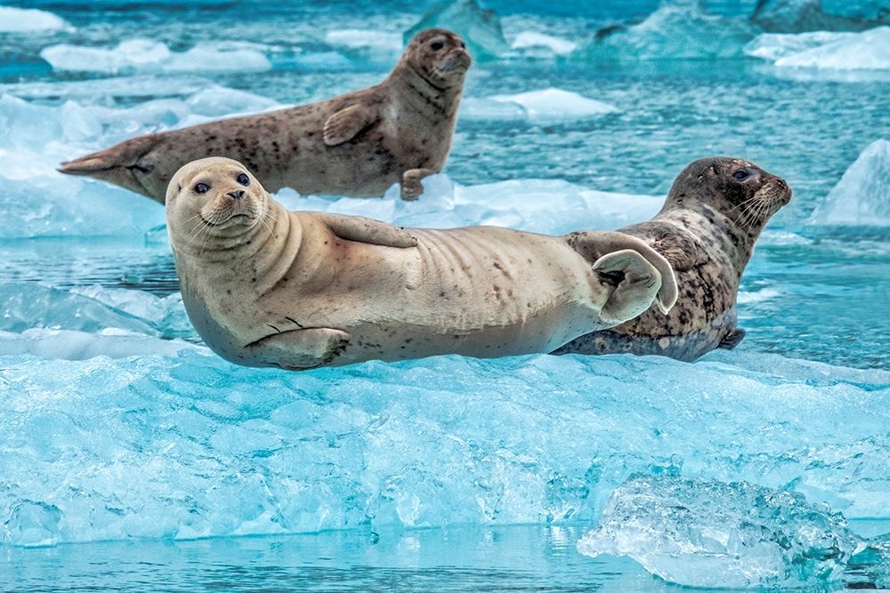 Harbor Seal-LeConte Bay-Alaska-USA